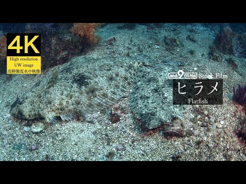 【4K 水中映像】ヒラメ / Flatfish / Paralichthys olivaceus