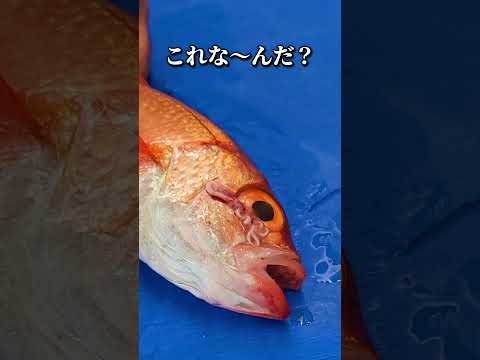 ノドグロの『アレ』がこんなにキレイにとれるなんて #アカムツ #魚