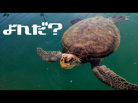 人慣れウミガメ friendly Sea turtle