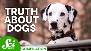 Why Do Dogs Do That? | Fun Dog Facts Compilation