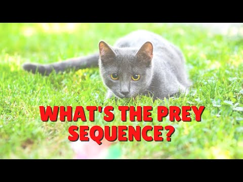 What Is The Prey Sequence? | Two Crazy Cat Ladies