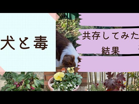 【危険な植物】愛犬と毒性植物は意外と共存できる？！#ドッグガーデン #ボーダーコリー　#サラダバー　#有害植物