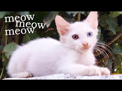 Cat Meow Sound Effect - Cat Voice - Cat Sound Meowing