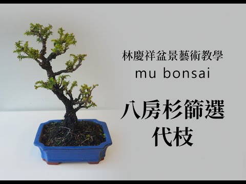 盛夏∣八房杉代枝篩選&修剪 ◤林慶祥盆景藝術教學◢ Bonsai in Taiwan