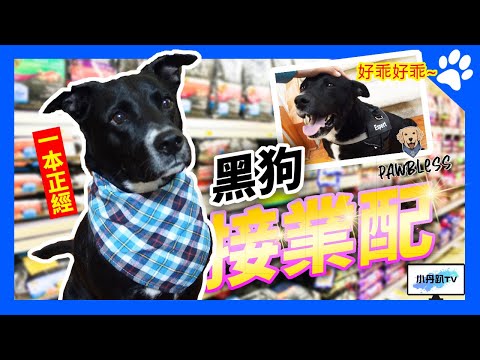 The stuff I bought for my dog!【Ft. Pawbless】| DanielPaTV