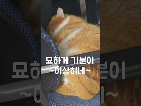 매우 하찮게 쳐다보는 먼치킨고양이~^^ a munchkin cat that looks very insignificant~^^ #먼치킨 #웃긴짤 #funny #munchkin