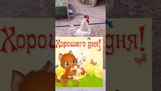 Хорошего дня!😜#shortvideo #открытка #shorts #хорошегодня #хорошеенастроение #queencard #смешноевидео