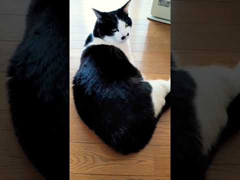 急いで振り返る猫#shorts