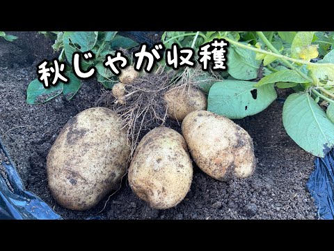 【じゃがいも栽培】超巨大じゃがいも収穫！#メークイン#インカのめざめ