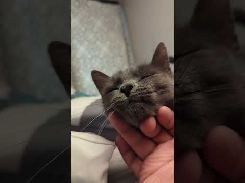 Russian Blue chin scratches #adoptnotshop #catshorts