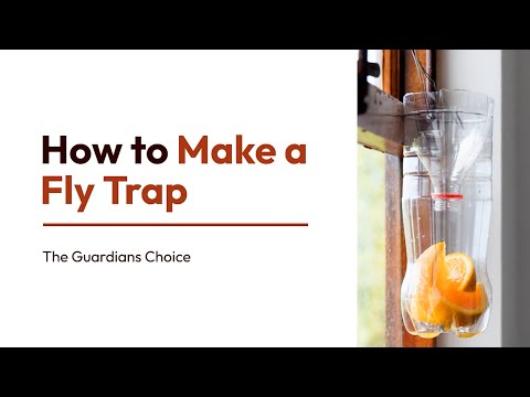 4 Best Ways to Make a Homemade Fly Trap With Natural Ingredients | How to Make a Fly Trap