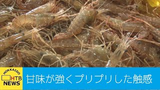 甘味が強くプリプリした触感…ボタンエビ漁盛ん　えりも町