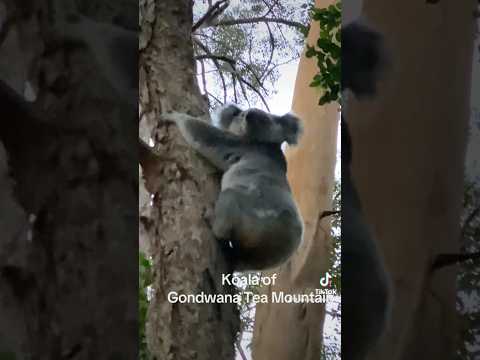 Koala of Gondwana Tea Mountain