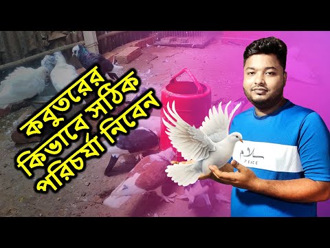 কবুতরের কিভাবে সঠিক পরিচর্যা নিতে হয়? | Mahid Dream Zoo