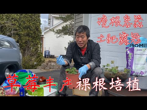 【渔耕笔记】种草莓 | 草莓育苗 裸根高效培植 有机种植 壮苗丰产