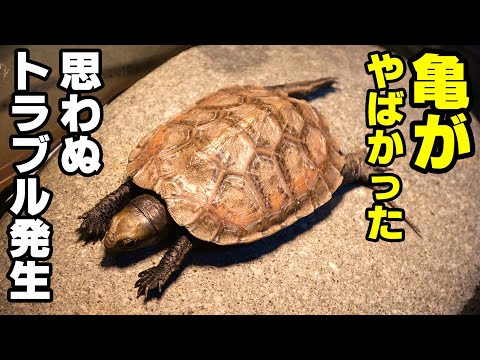 【緊急事態】カメが死ぬとこだった。まさかの亀の習性！この飼育方法はやばい！