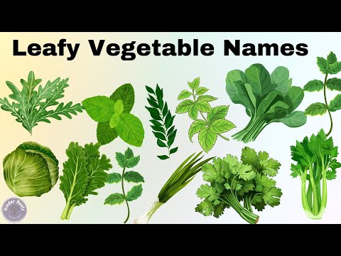 Green Leafy Vegetables Names WIth Pictcures | Healthy Vegetables | Nursery Kids Video | Kinder roots