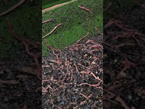 #hungrybin #vermicomposting #redwigglers #farming #vermicompost #wormcastings #wormfarming #risk