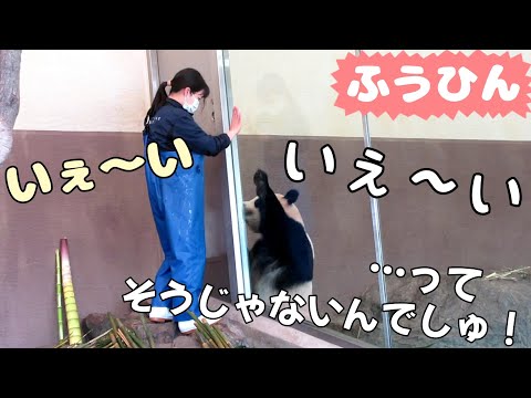 前編🐾隣の部屋のご飯が気になる楓浜🍁飼育員さんに直談判