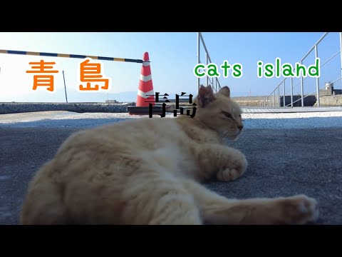 珍しく船着場に現れた茶トラちやんBrown tabby cat makes a rare appearance at the pier【青島】【夏休み2024】【猫島巡り】