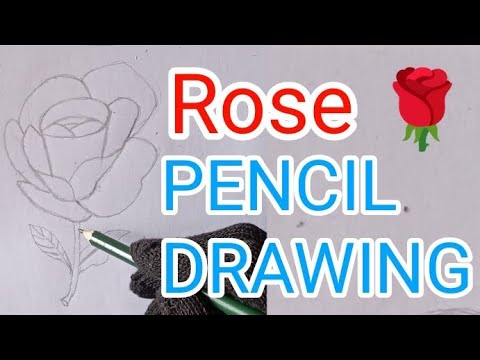 How To Draw Rose Flower With Pencil 🌹