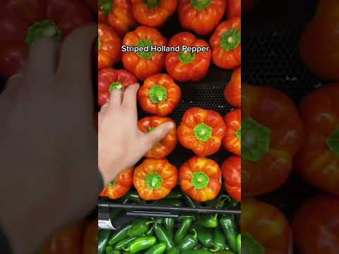 Exotic Peppers 🫑 Delicious Ingredients #peppers #groceryhaul #groceryvlog #shorts