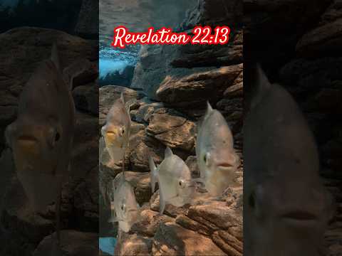 Revelation 22:13 #Bibleverseofthedaykjv #Bibleverse #Bible #Bibleverseoftheday #aquarium #fish #love