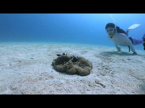 素潜りで水深10mのトウアカクマノミを見てきた（沖縄本島本部ポテト2019年11月）