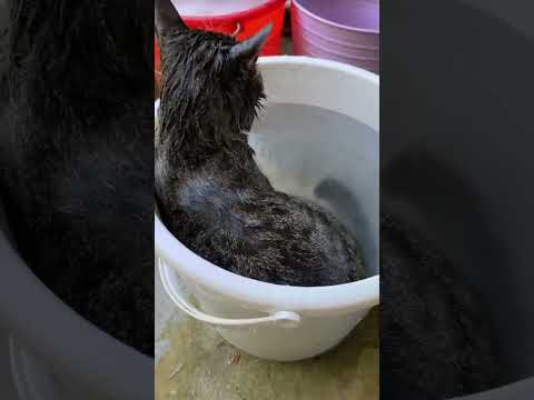 会享受的猫，浴桶泡澡，真舒服。What a cat that knows how to enjoy life. It’s so comfortable taking a bath in the tub