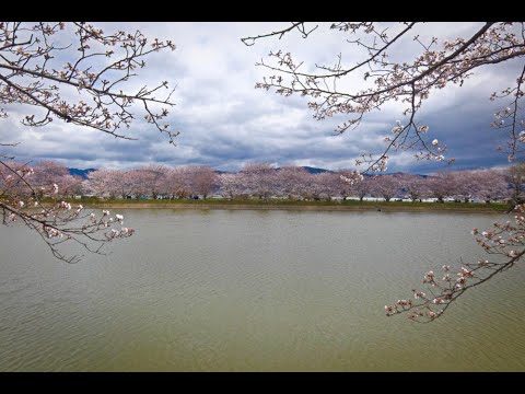 唐古・鍵遺跡史跡公園の桜 2024.04.04