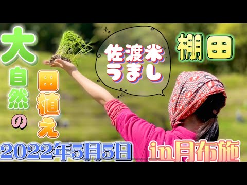 佐渡月布施の棚田の田植え。2022年5月5日、月布施の友人の棚田に田植えをしに行きました。ほかの友人達も応援に駆けつけてくれて、昔ながらの家族一緒に田植え、素敵ですね！一升瓶のかかしも最高😆（4Ｋ）