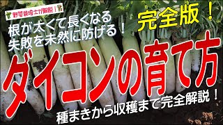 ダイコンの上手な育て方（種まきから収穫まで完全解説）大根栽培方法のコツとポイントが分かる！