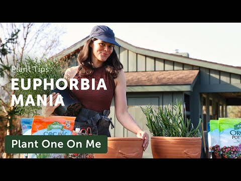 Repotting EUPHORBIA for PATIO Display — Ep. 374