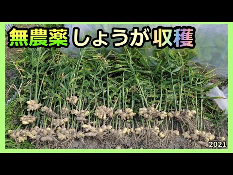 【ほったらかしショウガの収穫 2021 Ginger cultivation】無農薬 半自給自足生活