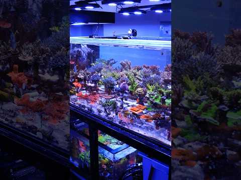 A Reef on LAND! #aquarium #video #shorts #topshelfaquatics