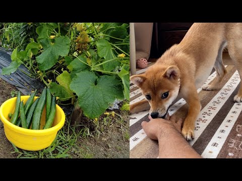 畑時々柴犬　きゅうり昆布漬け