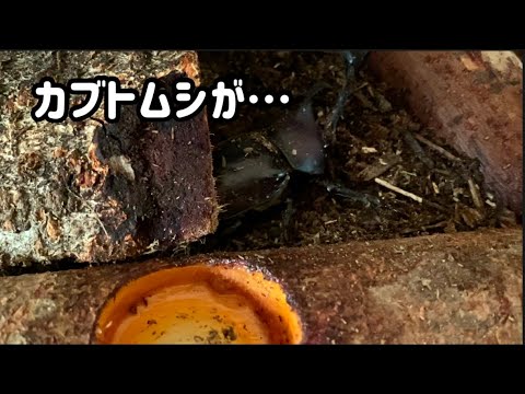 【カブトムシ】#6 爆睡してたカブトムシが起きてきた。#カブトムシ  #カブトムシ飼育  #夏