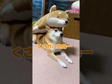 自分のオナラに『びっくりする』柴犬の反応がこちらです‼️😂　#柴犬　#犬　#犬のいる暮らし #おもしろ #面白い