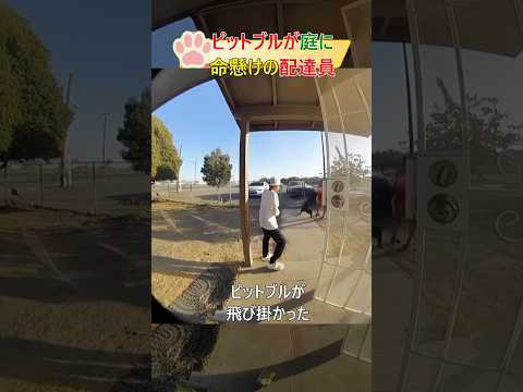 ピットブルが庭に命懸けの配達員#dog#shorts#pitbull #delivery#犬#ピットブル#配達