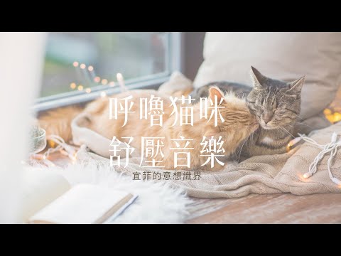 貓咪舒壓音樂｜貓咪呼嚕｜輕柔鋼琴｜睡眠音樂｜可愛的貓咪呼嚕