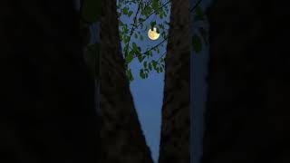 Night Moon Stock footage 7 | @Finder  #copyrightfreevideo