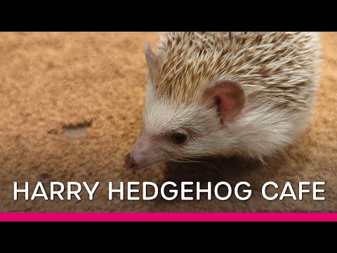 A Visit to the Super Cute Hedgehog Harry Cafe Yokohama (Japan 🇯🇵 Vlog)