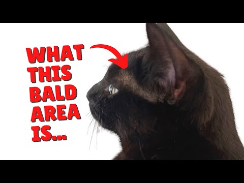 Bald Spot Between Ears & Eyes On Cats | Two Crazy Cat Ladies