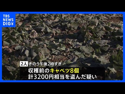 キャベツ8個を窃盗　中国籍の兄弟を逮捕　茨城県・下妻市｜TBS NEWS DIG