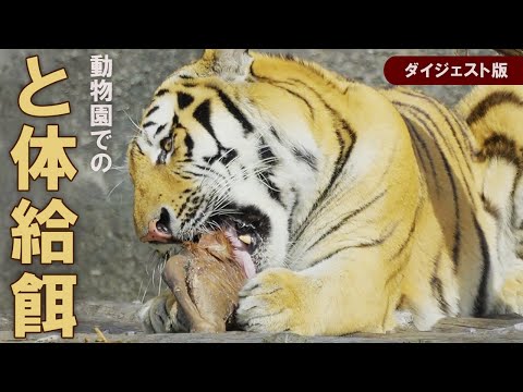 【動物園で広がると体給餌の取組】飼育動物の野生に近いお食事タイム【ダイジェスト版】