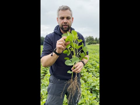 Symbiose zwischen Bakterien und Pflanzen?