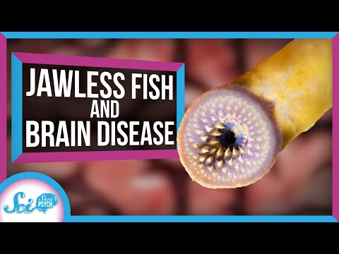 This Jawless Fish Could Help Treat Brain Diseases