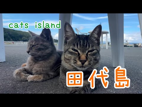 田代食堂前は楽しいな　It's fun in front of Tashiro Restaurant【田代島】【２０２４秋】【猫島巡り】