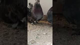 😲Black Fantails🤩 #shorts #pigeonlover #kabootarlovers #birdlovers #kingspigeonbirds #ytshorts #viral