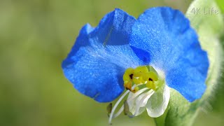 ツユクサ　Asiatic dayflower［ 4K UHD ／ 植物 Plant ］